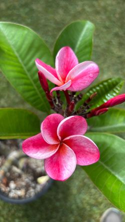 Plumeria Elsie tiene 3 ramas