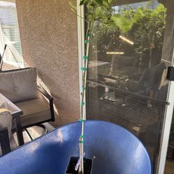 Tahoe Gold Mandarin Tree