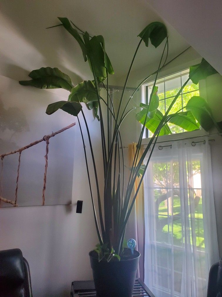 Plant