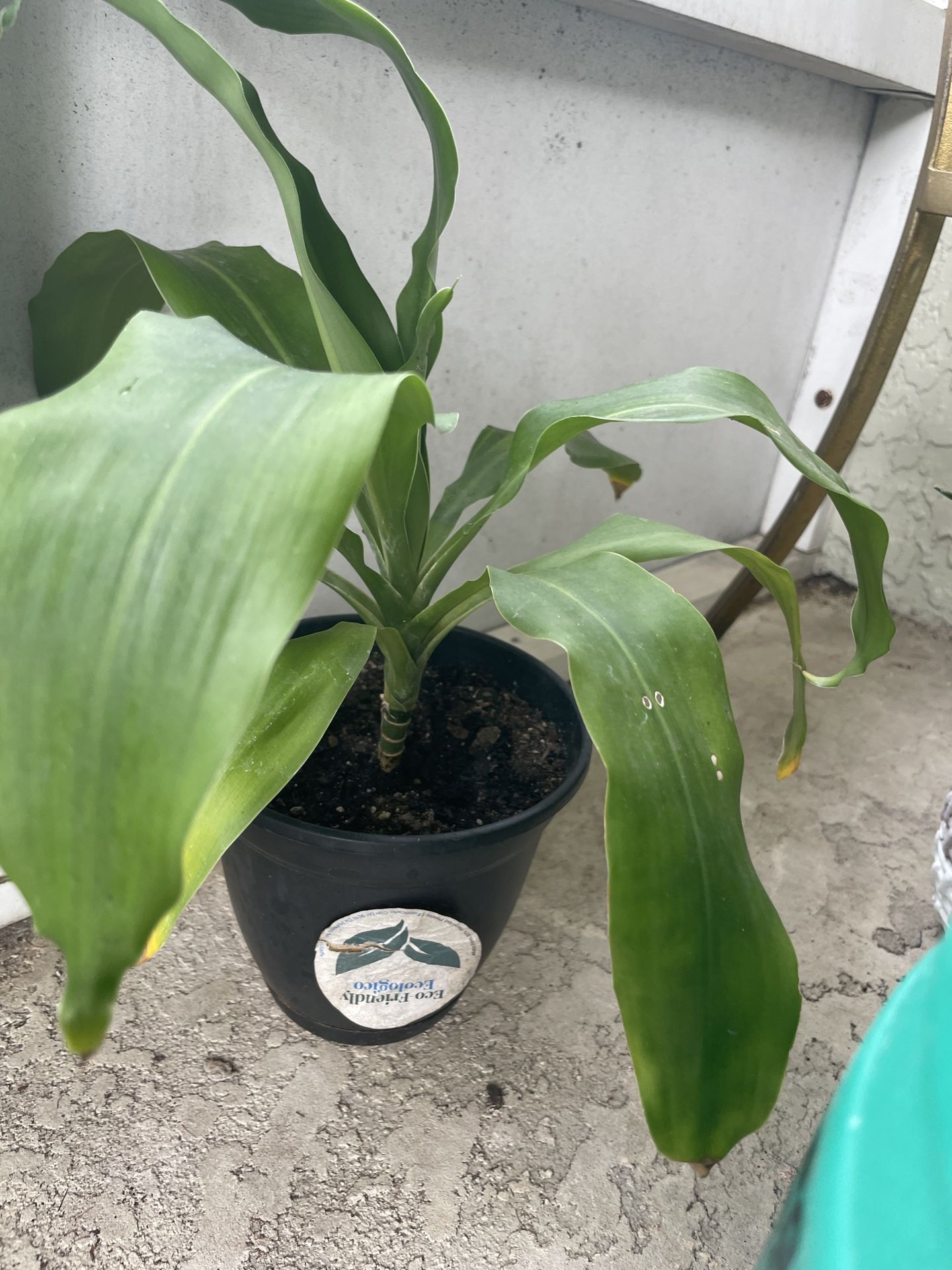 Healthy Live Corn Plant