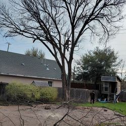 Garden Tree Free Estimate 