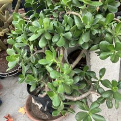 Plant Jade In Large Pot