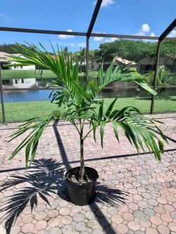 christmas palm adonidia merrillii (7 gallon)