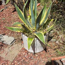 Healthy Plants 