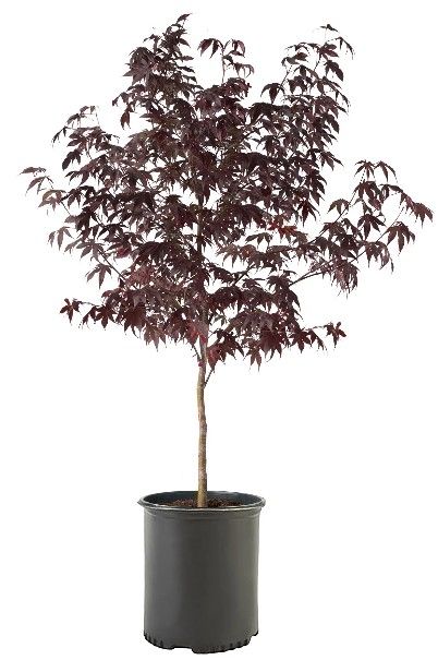 Japanese Maple Bloodgood Large Tree