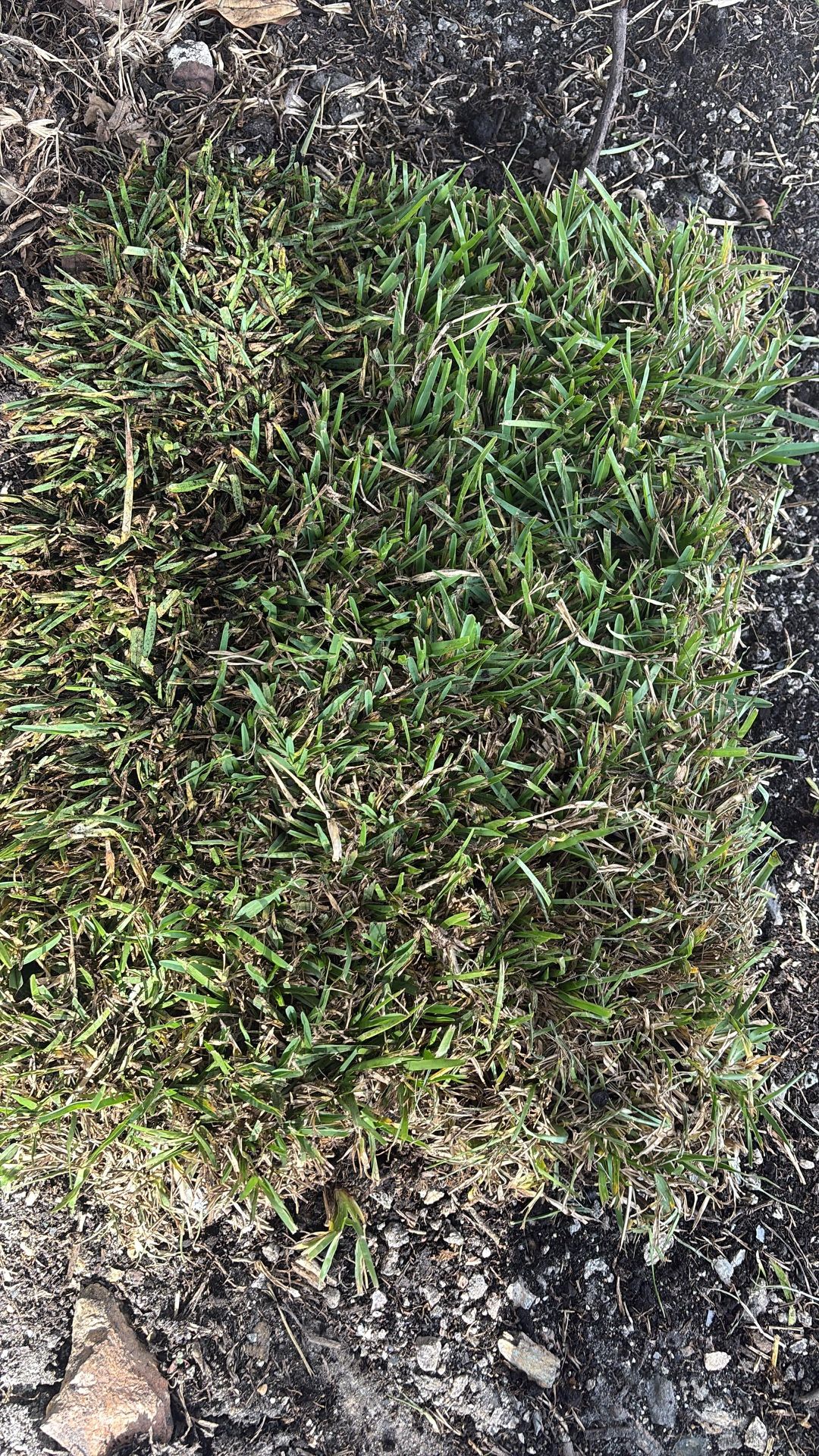 St Augustine Sod - Piece