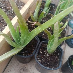 Aloe Vera Plants 