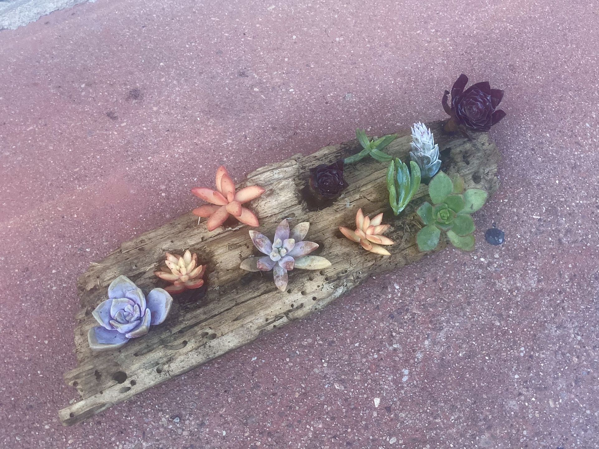 Driftwood Succulent Decoration
