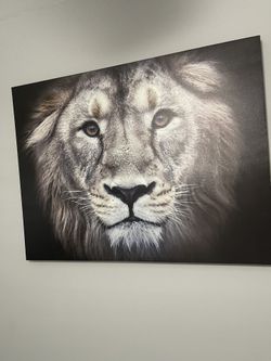 Large 30X 40 Lion Print