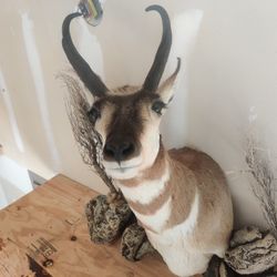 Taxidermy Pronghorn Antelope 