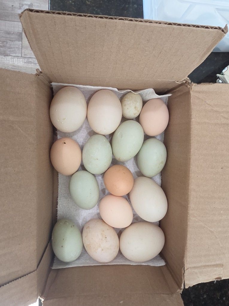Duck And Chicken Eggs