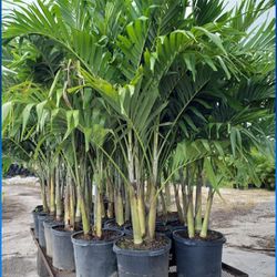 Adonidias Plants About 6 Feet Tall!!! Christmas Palms Fertilized!!! 