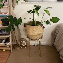 Monstera Deliciosa 