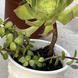 Succulent Plants In A White Ceramic Pot 