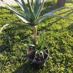 Blue torch aloe plant
