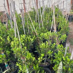 Ficus