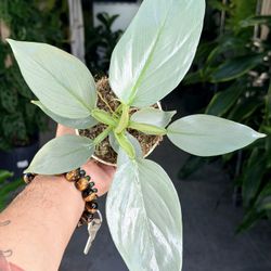 4” Philodendron Silver Sword $14.99🩶🩵💚
