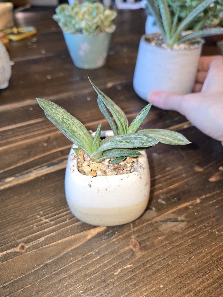 Variegated Graptoveria