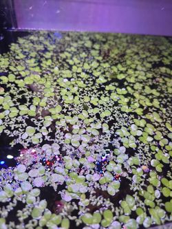 Starter bundle aqurium plants