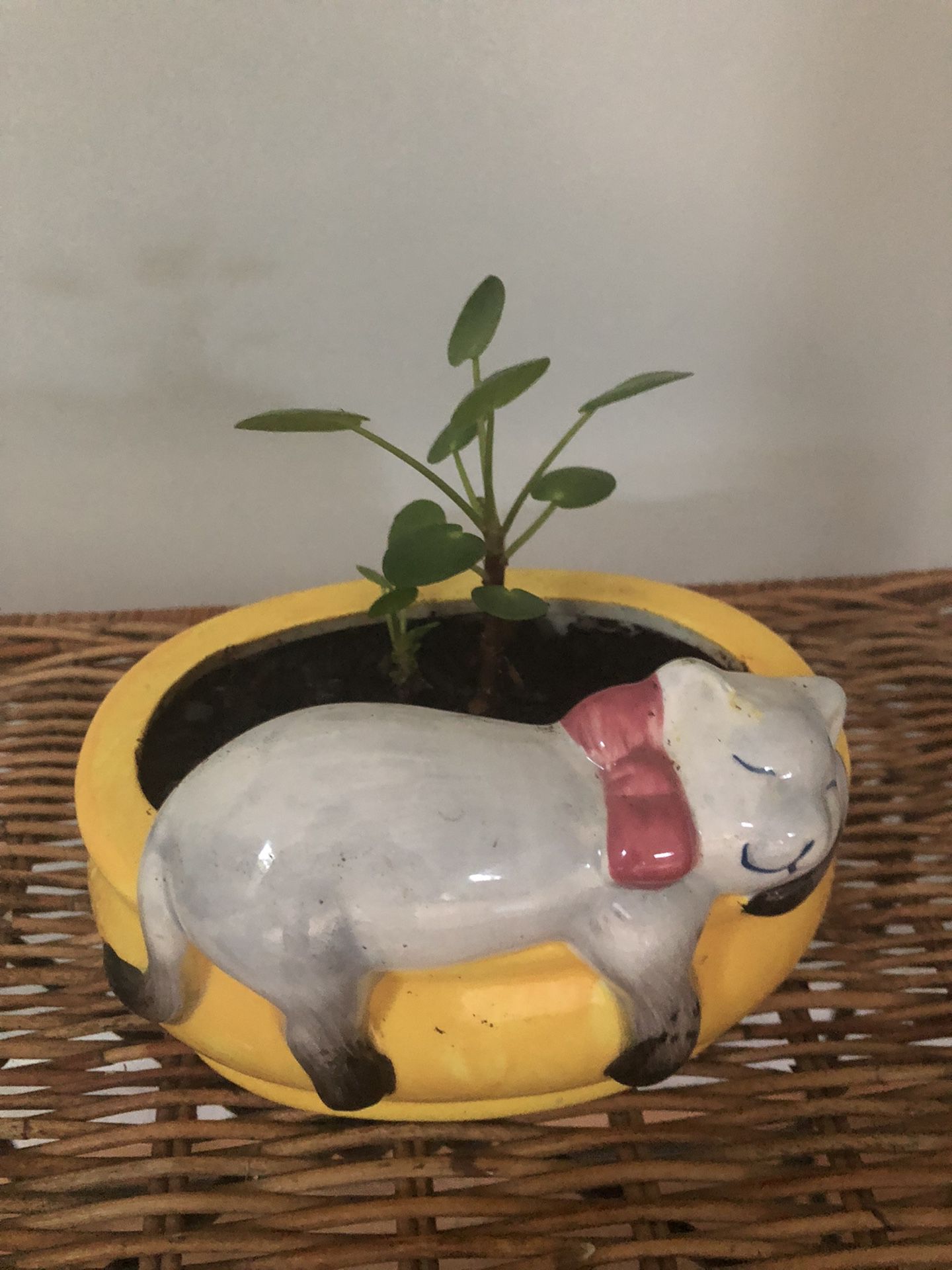 Pancake Plant In Ceramic Cat Pot  Live Plant  