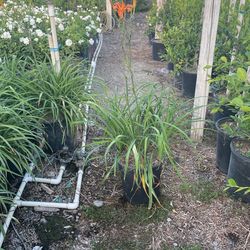 Day Lilies Orange 