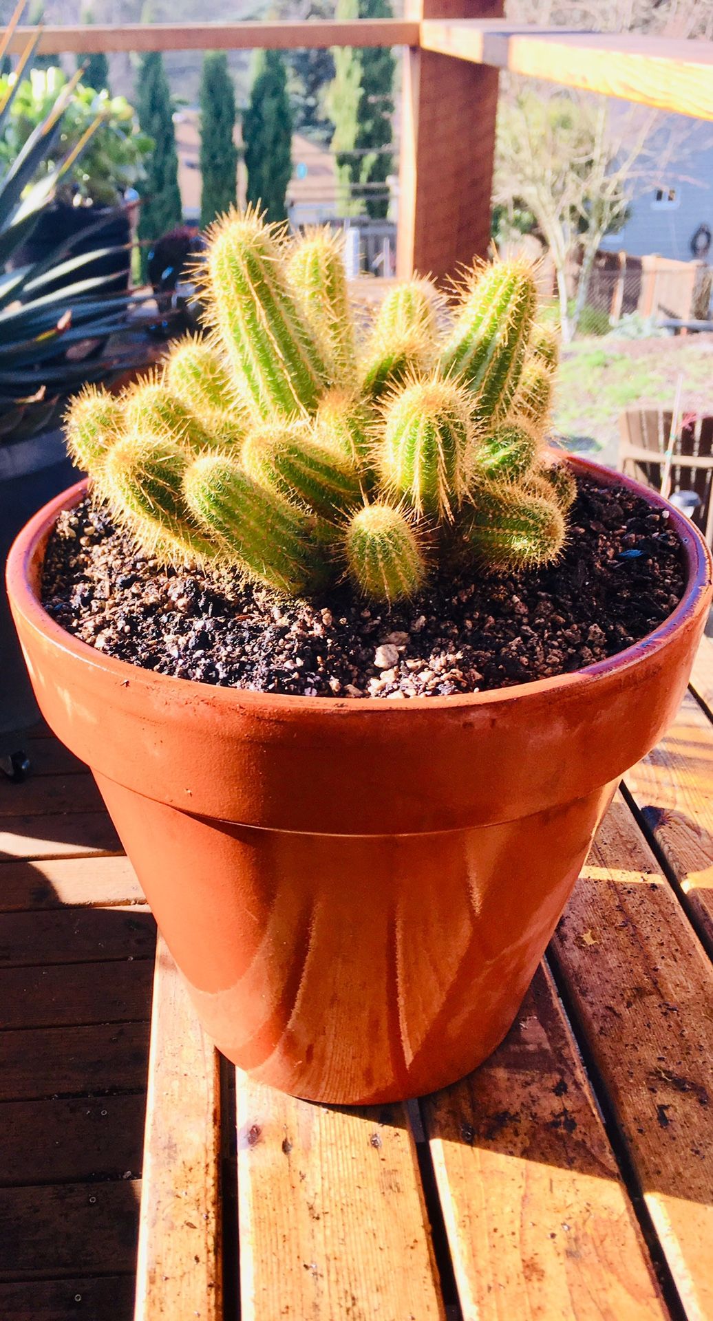 Live indoor Aztec Gold Echinopsis cactus house plant in a terra cotta planter flower pot—firm price