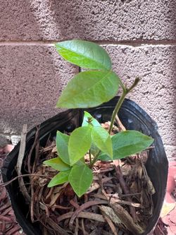 Seedling Ice Cream Bean Tropical Fruit Plant Inga Edulis Cây Đậu Kem - public meetup