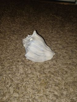 Shell