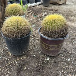 Golden Barrel Cactus