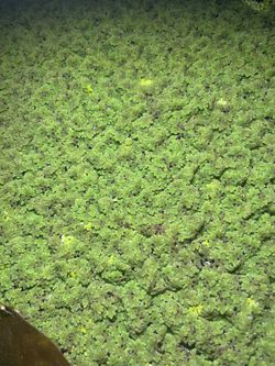 Duck Weed For Sale Or Trade