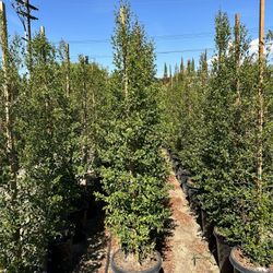 Eugenia Privacy Hedge