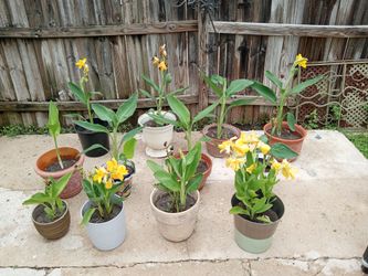 cannas plants $10 each