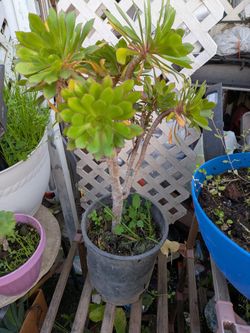Beatiful Suculent Plantas.
