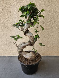 Ginseng Bonsai