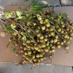 Fruit, Logan