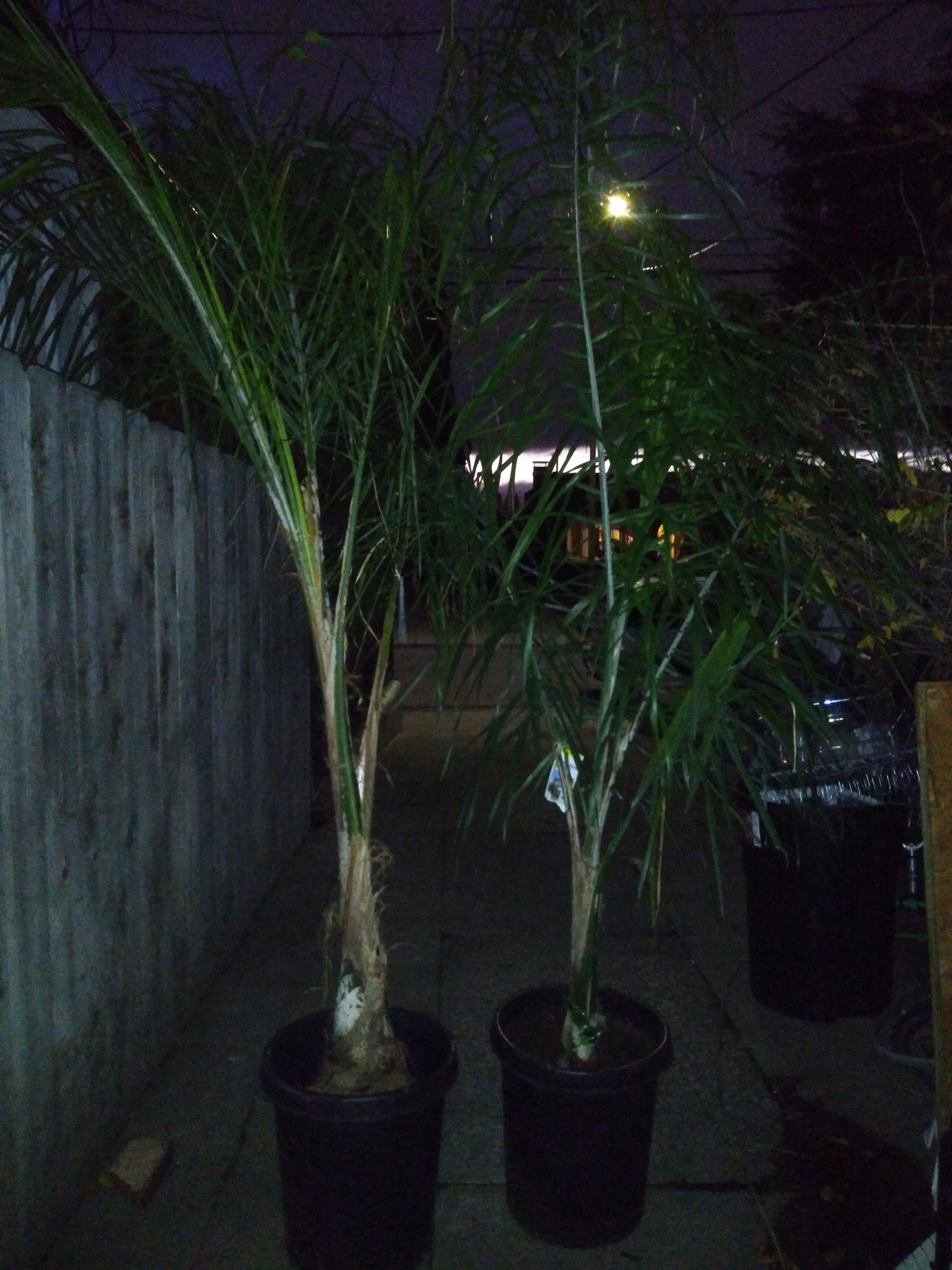 Two queen palms 25$each