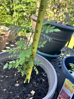 Organic Curry Leaf Plant For Sale for Sale in Canton, MI - OfferUp