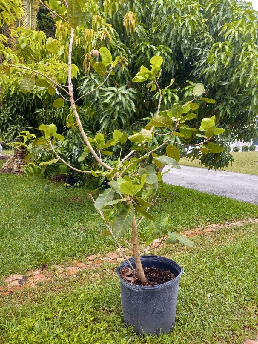 CASHEW TREE/ MARAÑON