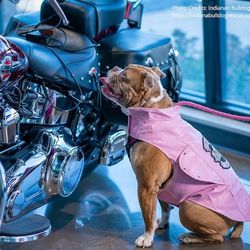 Biker Dawg Pink Jacket XL 
