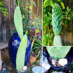 Nopales Optunia Prickly Pear Cactus - Spineless, Thornless,  Edible - 3.5' ft. Tall! 🌵