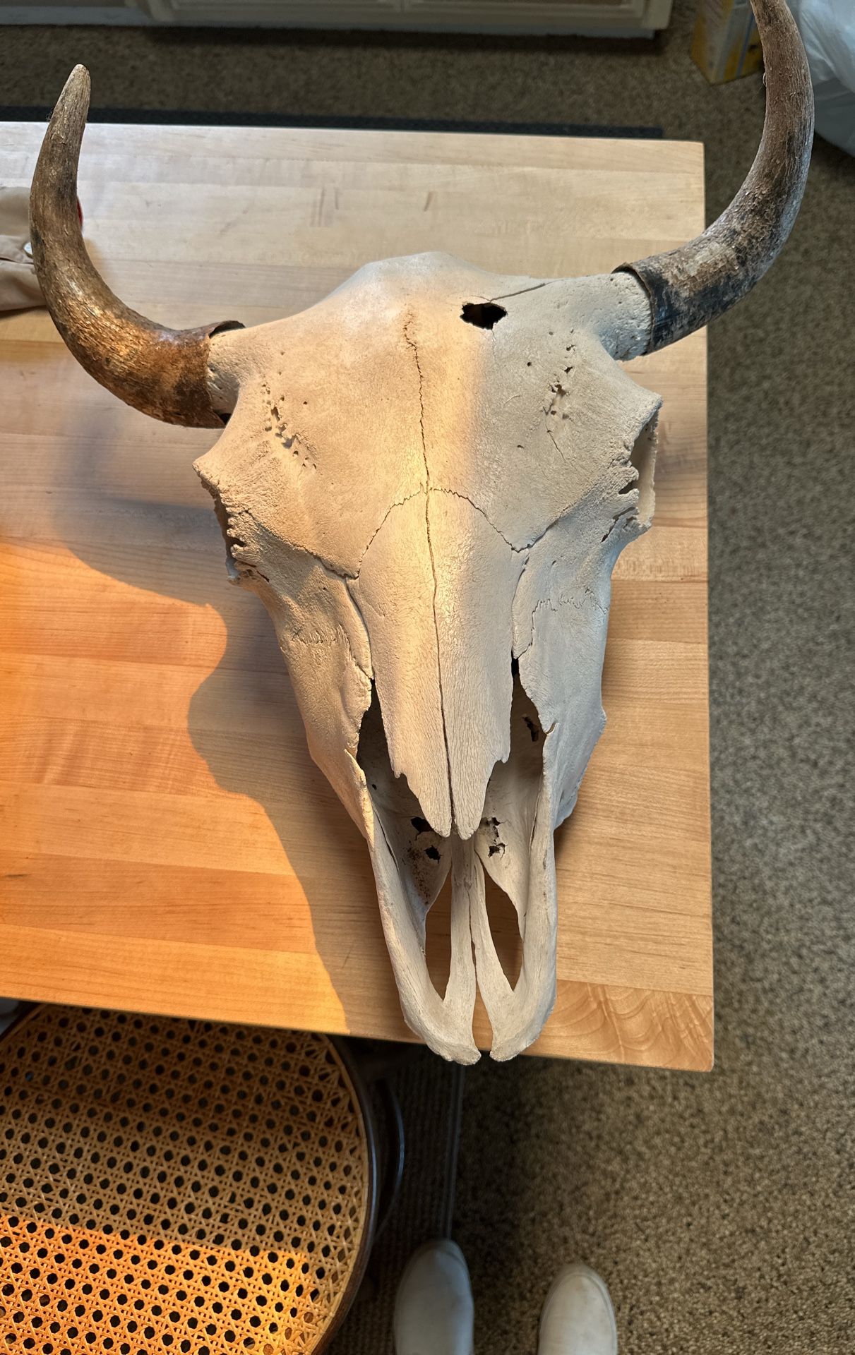 Bison Skull