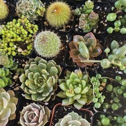 Succulents 