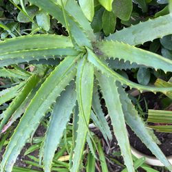 Aloe Vera In A Pot Decorative Green Plant 