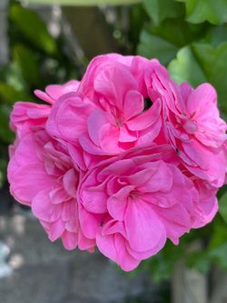 Jeranio flor doble de colecsion $20