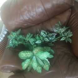 Fake Plants $6