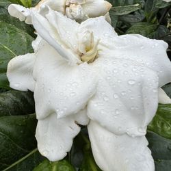 GARDENIA PLANT (3 gallon pot) Scented & Breath taking 