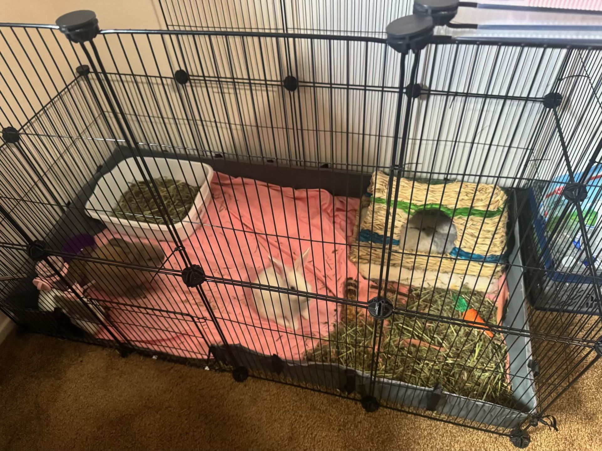 Bunnies Forever Home