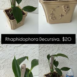 Rhaphidophora Decursiva 