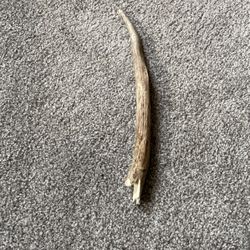 Whitetail Deer Antler Dog Chew