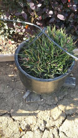 Small lace aloe plant on ceramic pot